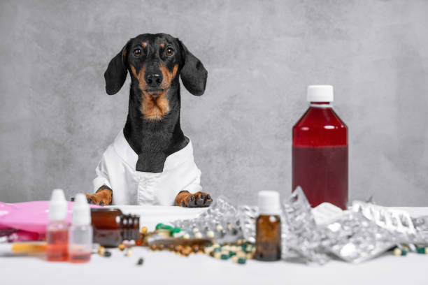 Veterinaria